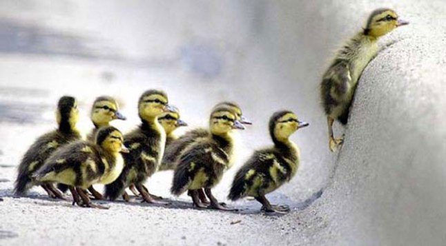 Ducklings