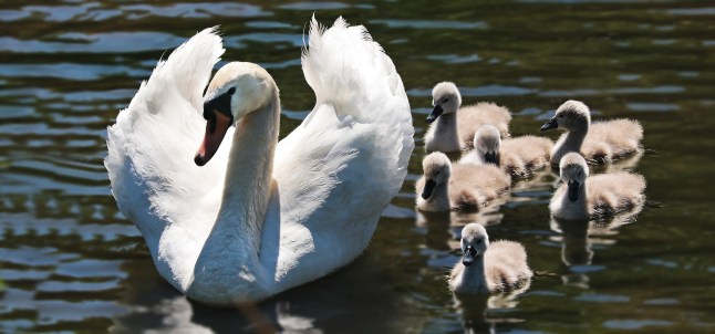 Swan and family