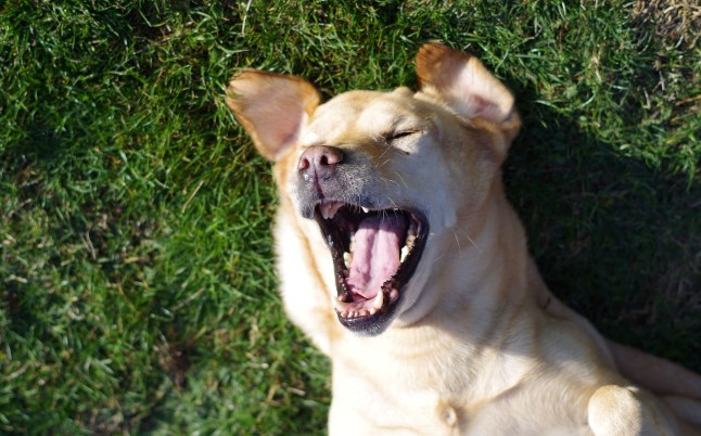laughing dog