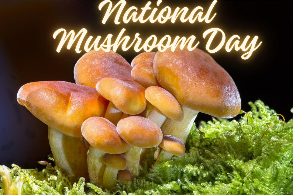 National Mushroom Day banner